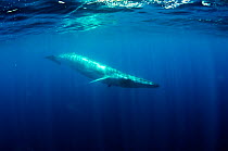 Bryde's whale (Balanoptera edeni) just below the surface, Canary Islands, Spain