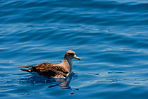 Cory's shearwater (Calonectris diomedea) on sea, Canary Islands, May 2009