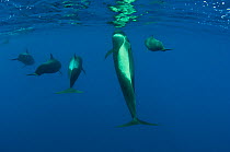 Rear view of five Shortfin pilot whales (Globicephala macrorhynchus) just below the surface, Canary Islands, Spain, Europe, May 2009