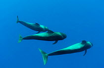 Three Shortfin pilot whales (Globicephala macrorhynchus) Canary Islands, Spain, Europe, May 2009
