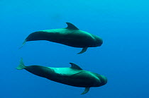 Two Shortfin pilot whales (Globicephala macrorhynchus) Canary Islands, Spain, Europe, May 2009