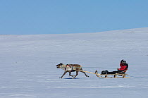 Reindeer (Rangifer tarandus) pulling sled on sledding safari tour, Övre Soppero, Lapland, Norrbotten, Sweden, April 2007
