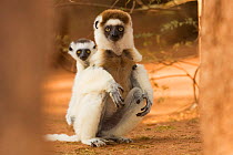 Verreaux's sifaka (Propithecus verreauxi) mother carrying baby sitting on haunches, Berenty Private Reserve, Madagascar, October