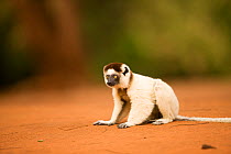 Verreaux's sifaka (Propithecus verreauxi) crouching on all fours, Berenty Private Reserve, Madagascar, October