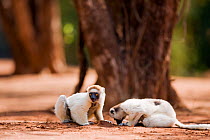 Two Verreaux's sifakas (Propithecus verreauxi) feeding on sandy soil to aid digestion, Berenty Private Reserve, Madagascar, October