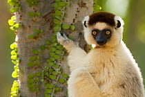 Verreaux's sifaka (Propithecus verreauxi) clinging to a tree in the spiny forest, Berenty Private Reserve, Madagascar, October