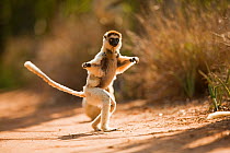 Verreaux's sifaka (Propithecus verreauxi) mother carrying baby 'hopping' across open ground to reach new feeding area, Berenty Private Reserve, Madagascar, October