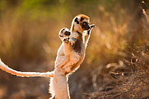 Verreaux's sifaka (Propithecus verreauxi) mother carrying baby 'hopping' across open ground to reach new feeding area, Berenty Private Reserve, Madagascar, October