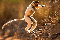 Verreaux's sifaka (Propithecus verreauxi) 'hopping' across open ground to reach new feeding area, Berenty Private Reserve, Madagascar, October