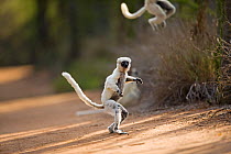 Verreaux's sifaka (Propithecus verreauxi) 'hopping' across open ground to reach new feeding area, Berenty Private Reserve, Madagascar, October