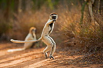 Verreaux's sifakas (Propithecus verreauxi) 'hopping' across open ground to reach new feeding area, Berenty Private Reserve, Madagascar, October