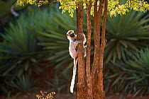 Verreaux's sifaka (Propithecus verreauxi) clinging to tree trunk, Berenty Private Reserve, Madagascar, October