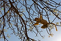 Verreaux's sifaka (Propithecus verreauxi) feeding in tree, Berenty Private Reserve, Madagascar, October