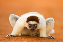 Verreaux's sifaka (Propithecus verreauxi) crouching down before leaping towards shelter of nearby trees, Berenty Private Reserve, Madagascar, October
