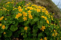 Marigolds (Caltha palustris) in flower, Durmitor NP, Montenegro, May 2008