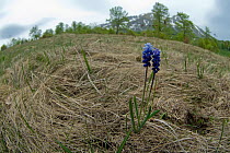 Grape hyacinth, (Muscari racemosum) in flower, Durmitor NP, Montenegro, May 2008