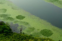 Aquatic plants at the edge of River Crnojevica, near Pavlova Strana, Rijeka Crnojevica, Lake Skadar National Park, Montenegro, May 2008