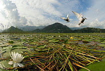 Two Whiskered terns (Chlidonias hybrida) in flight near nest with two eggs, Lake Skadar, Lake Skadar National Park, Montenegro, May 2008. Exclusive Japanese calendar rights for 2014