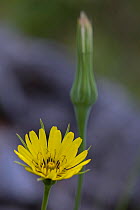 Yellow salsify (Tragopogon dubius) in flower, Lake Skadar National Park, Montenegro, May 2008