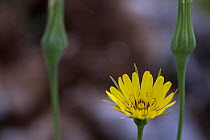 Yellow salsify (Tragopogon dubius) flower, Lake Skadar National Park, Montenegro, May 2008
