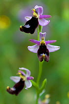 Woodcock orchid (Ophrys scolopax) in flower, Lake Skadar National Park, Montenegro, May 2008