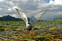 Whiskered tern (Chlidonias hybrida) on nest with two eggs, wings stretched, Lake Skadar, Lake Skadar National Park, Montenegro, May 2008