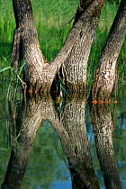 Willow trees (Salix) growing in water, Lake Skadar, Lake Skadar National Park, Montenegro, May 2008