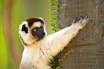 Verreaux's sifaka (Propithecus verreauxi) clinging to tree in spiny forest, Berenty Private Reserve, Madagascar, October