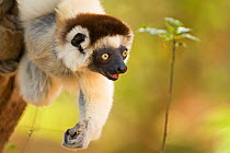 Verreaux's sifaka (Propithecus verreauxi) reaching out for a branch, Berenty Private Reserve, Madagascar, October