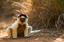 Verreaux's sifaka (Propithecus verreauxi) crouching on ground, Berenty Private Reserve, Madagascar, October
