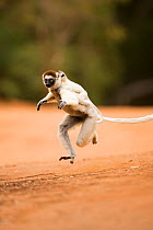 Verreaux's sifaka (Propithecus verreauxi) female carrying baby on her back 'hopping' across open ground to reach new feeding area, Berenty Private Reserve, Madagascar, October