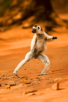 Male Verreaux's sifaka (Propithecus verreauxi) 'hopping' across open ground to reach new feeding area, Berenty Private Reserve, Madagascar, October