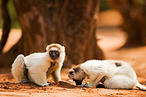 Verreaux's sifaka (Propithecus verreauxi) feeding on sand and soil to aid digestion, Berenty Private Reserve, Madagascar, October