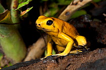 Golden Poison Dart Frog (Phyllobates terribilis) captive, from Colombia, Endangered Species
