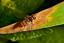 Hoverfly (Episyrphus balteatus) London, UK, June
