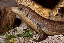 Great / Tawny Plated Lizard (Gerrhosaurus major) captive, from East and South East Africa, March