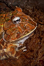 Wide mouth / Horned frog (Ceratophrys sp) captive, from Northern S America