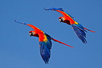 Scarlet macaws (Ara macao) in flight, captive, from Central and South America