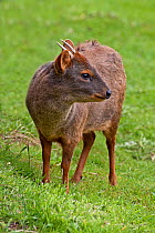 Male Southern / Chilean Pudu deer (Pudu puda) captive, from S Chile and SW Argentina, Vulnerable species