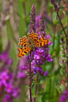 Comma butterfly (Polygonia C-album) feeding on Purple Loosestrife flowers, Barn Elms, London, UK, July