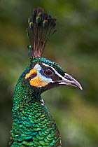 Male Green Peafowl (Pavo muticus) captive, from India and South East Asia, Vulnerable Species