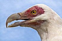Palm Nut Vulture (Gypohierax angolensis) head portrait, captive, from Africa