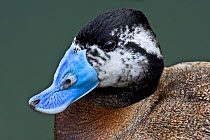 Male White-headed Duck (Oxyura leucocephala) captive, from SW Mediterranean to NW China, Vulnerable Species