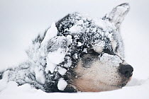 Sled dog resting, covered in snow, minus 20 degrees centigrade, West coast of Spitsbergen, Svalbard, Norway, March