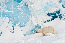 Polar bear (Ursus maritimus) in front of the colourful Von Post Glacier, West coast of Spitsbergen, Svalbard, Norway, March