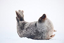 Female Ringed seal (Pusa hispida) stretching on the ice, Tempelfjorden, West coast of Spitsbergen, Svalbard, Norway, March