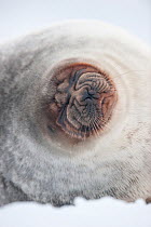 Female Ringed seal (Pusa hispida) portrait, Tempelfjorden, West coast of Spitsbergen, Svalbard, Norway, March