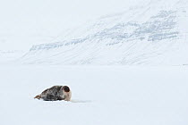Female Ringed seal (Pusa hispida) on ice, Tempelfjorden, West coast of Spitsbergen, Svalbard, Norway, March
