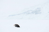 Female Ringed seal (Pusa hispida) going into ice, Tempelfjorden, West coast of Spitsbergen, Svalbard, Norway, March