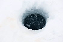 Ringed seal (Pusa hispida) breathing hole in ice, West coast of Spitsbergen, Svalbard, Norway, March 2009
